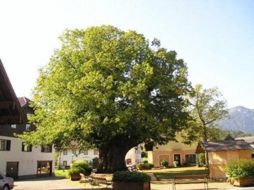 Pension Schierl Faistenau Dış mekan fotoğraf